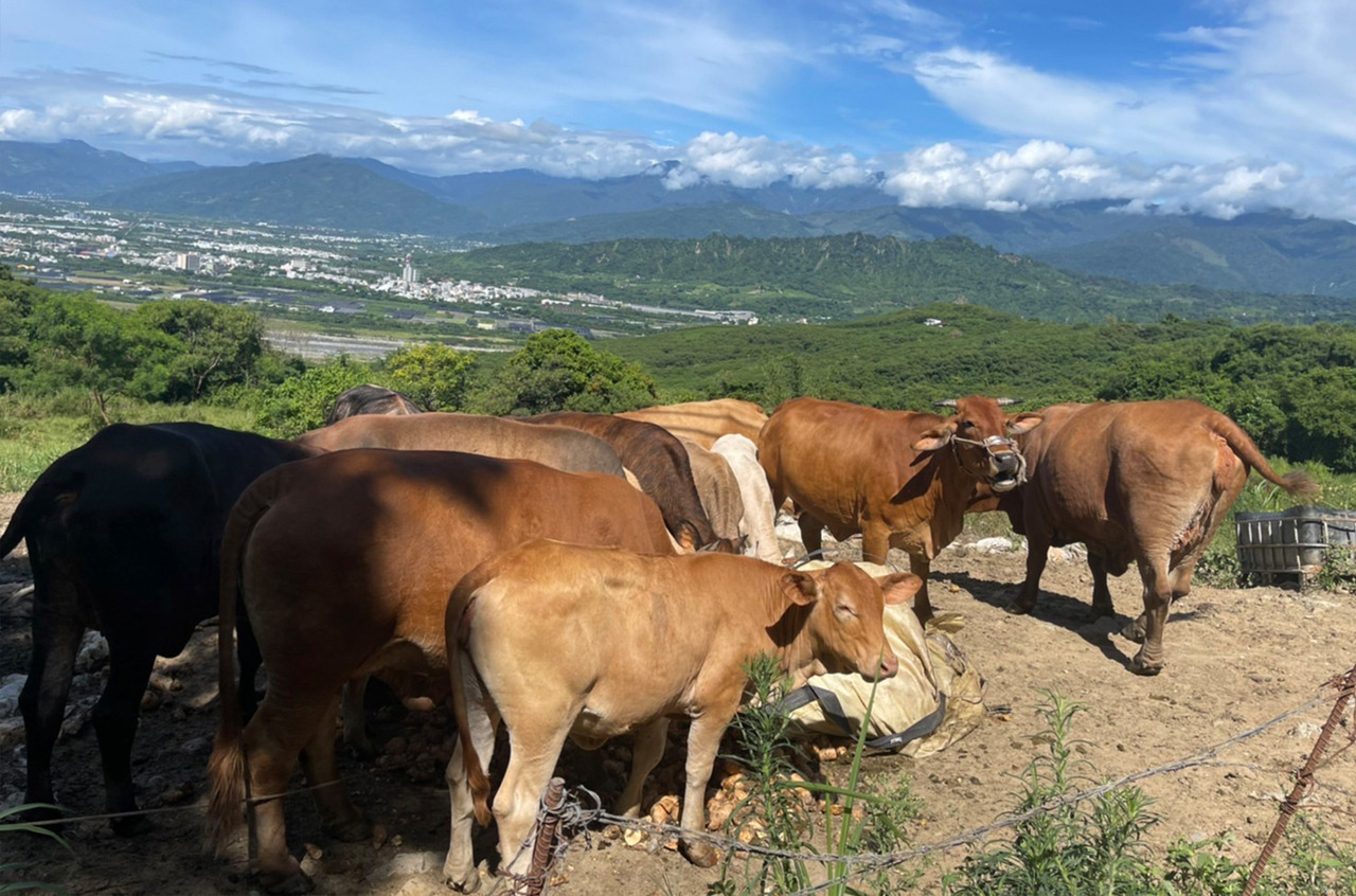 你知道溫體牛都是使用台灣牛嗎
