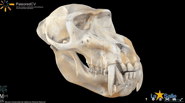 西班牙瓦倫西亞大學-3D掃描歷史自然博物館-古生物學、動物學、地質學